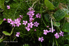 009.-Lepnica-bezlodygowa