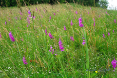 011.-Laka-z-mieczykiem-dachowkowatym-w-okolicy-Krosccienka