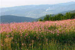 012.-Rdest-wezownik-na-Hali-Kucalowej