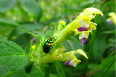 013.-Poziewnik-pstry-przy-szlaku-w-Beskidzie-Niskim