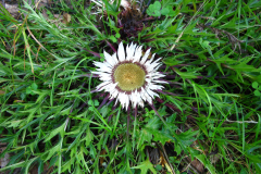 014.-dziewiecsil-bezlodygowy