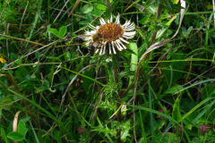 015.-Dziewiecsil-pospolity