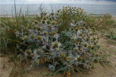 016.-Mikolajek-nadmorski-na-plazy