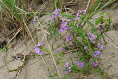 017.-Rukwiel-nadmorska