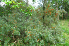 018.-Rokitnik-zwyczajny