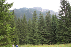 Świerki w Tatrzańskim Parku Narodowym