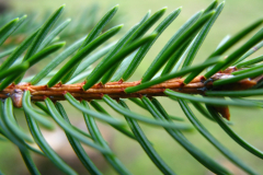 Ostre igły osadzone na trzoneczkach