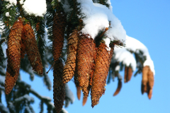 Szyszki świerka pospolitego