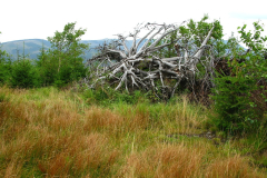 Talerzowy system korzeniowy świerka