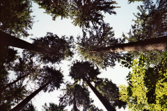 Świerki istebniańskie