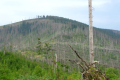 Martwe, powalone świerczyny w okolicy Baraniej Góry w Beskidzie Śląskim