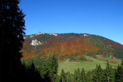 Wielogatunkowy las jesienią