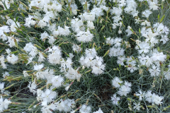 Gozdzik-postrzepiony-wczesny-endemit-Karpat-zachodnich