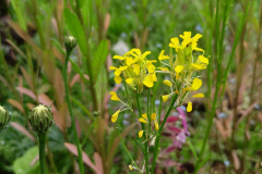 Pszonak-pieninski-endemit-Pienin