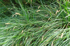 Sesleria-tatrzanska-endemit-zachodniokarpacki