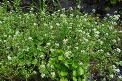 Warzucha-polska-endemit-Polski