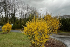 fot.-12.-Forsycja-Spring-Glory-i-Golden-Times