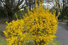 fot.-5.-Forsycja-Courtalyn