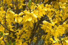 fot.-6.-Forsycja-Courtalyn