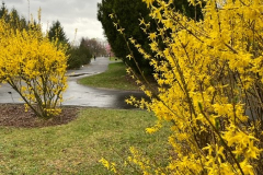 fot.-8.-Forsycja-Courtalyn-z-widokiem-na-forsycje-Spring-Glory