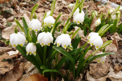sniezyca-wiosenna