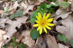 ziarnoplon-wiosenny-1