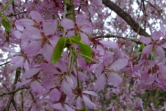 Pendula-Plena-Rosea-1