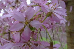Pendula-Plena-Rosea-2