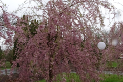 Pendula-Plena-Rosea-3