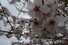 Somei-Yoshino-1