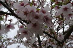 Somei-Yoshino-2