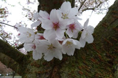 Somei-Yoshino-3