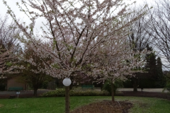 Somei-Yoshino-4