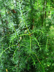 Jalowiec-pospolity-igly