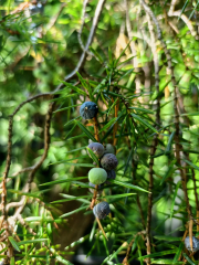 Jalowiec-pospolity-szyszkojagody