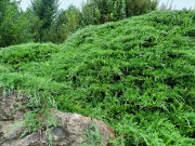 Jalowiec-sawinski-krzew