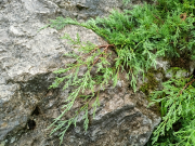 Jalowiec-sawinski-ped