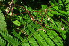 003.-Pedy-kanianki-pospolitej-oplatajace-rosline