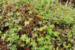 Kolczurka-w-okresie-kwtnienia