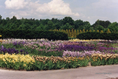 000.-Kolorowa-kolekcja-kosaccow-w-PAN-Ogrodzie-Botanicznym-w-1991-roku