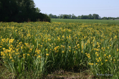 001.-Kosacce-zolte-na-stanowisku-naturalnym