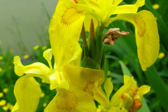 002.-Kwiaty-kosacca-zoltego