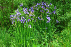 003.-Kosacce-syberyjckie-w-kolekcji-flory-Polski