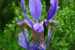 004.-Kwiat-kosacca-syberyjskiego