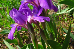 005.-Kosacce-bezlistne-w-kolekcji-flory-Polski