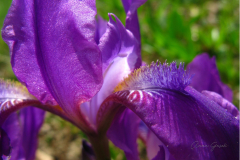 006.-Fragment-kwiatu-kosacca-bezlistnego-z-charakterystyczna-brodka