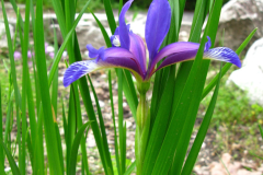 007.-Kosaciec-trawolistny