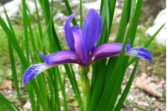 008.-Kwiat-kosacca-trawolistnego