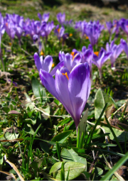 001.-Krokusy-spiskie-w-kolekcji-roslin-gorskich