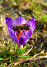 003.-Kwiaty-krokusa-spiskiego-daja-pozywienie-owadom